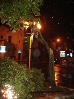 albero