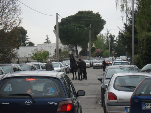 2009_04_19_mostra-bovina_02_resize