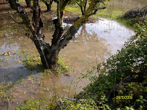 alluvione1