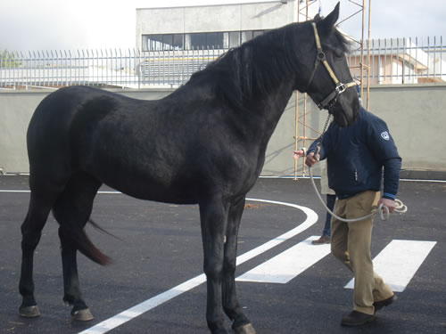 murgese-2009