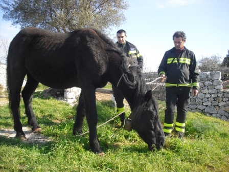 cronaca-cavalli_di_barsento