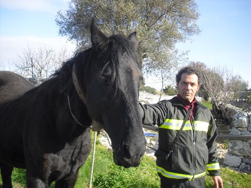 cronaca-cavallo_recuperato_a_Barsento