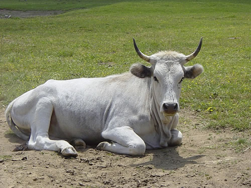 cronaca-mucca-podolica