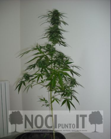 cronaca-piantina_marijuana_sequestrata