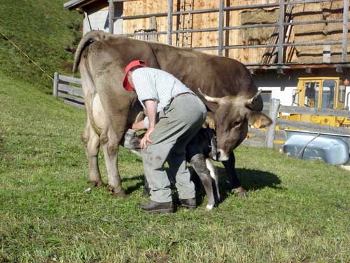 economia-mucca