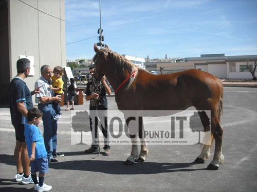 mostra-cavallo_agricolo_italiano