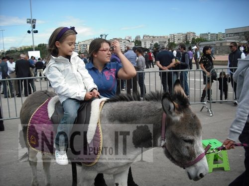 mostre-asino_con_bambina
