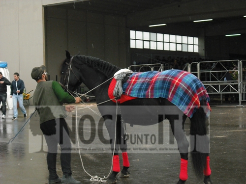 mostre-murgese_con_coperta