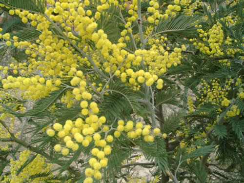 -mimosa-festa-donna