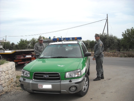 Volante_Verde_-_Noci