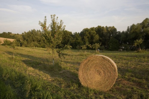 campo_coltivato