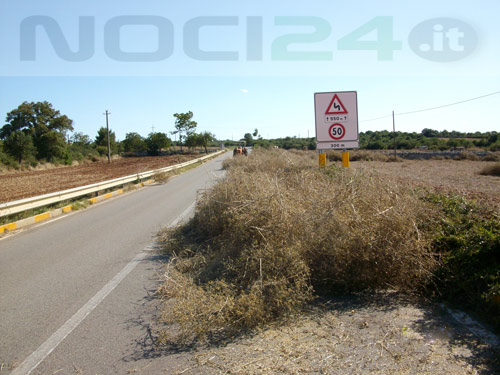 08-12-sp237_con_sterpaglie