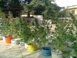09-04-putignano_piante_marijuana