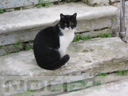 12-17GattiCentroStorico