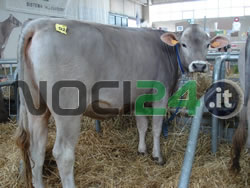 12-20-mucca