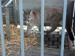 12-05-cites-puma