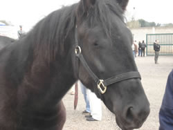 09-22-cavallo-murgese