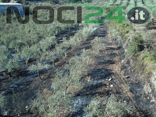 07-17-incendio-uliveto