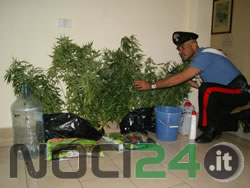 07-21-marijuana