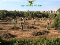 08-11-ulivi-gioia-del-colle