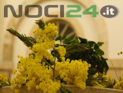 09-03Mimose