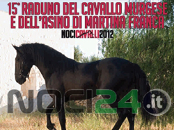 09-27-cavallo-murgese-front