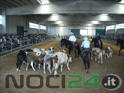 10-02-team-penning