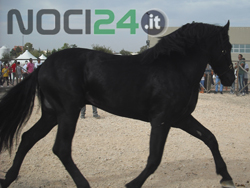 10-02-murgese-corsa