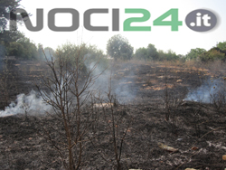 07-18-incolto-bruciato