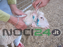 08-21-montone-sopravvissuto