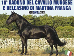 10-18-cavallo-murgese-16