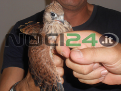 07-04-falco-grillaio