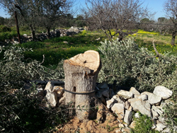 03-13-albero-mola
