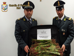 03-20-piante-di-khat