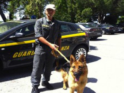 04-01-gdf-cane-zichi