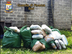 04-12-marijuana-Toritto-gdf