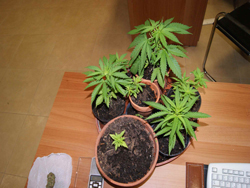 07-24-marijuana-locorotondo