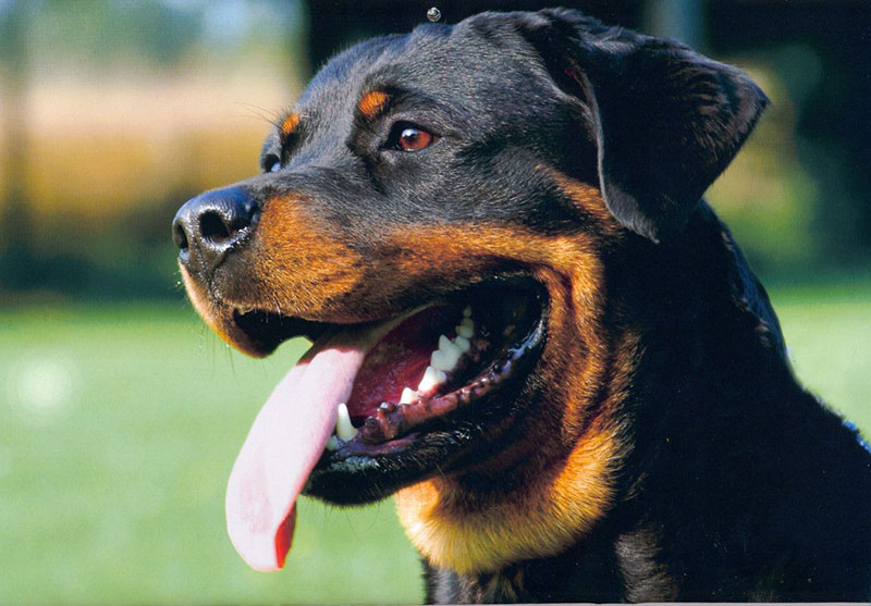 09-05-rottweiler