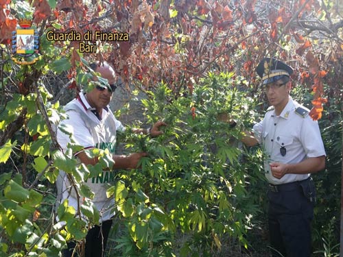 09-23-gdf-marijuana-trani