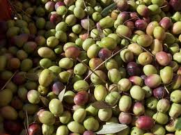 11-27-olive