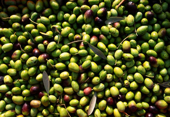 11-28-olive