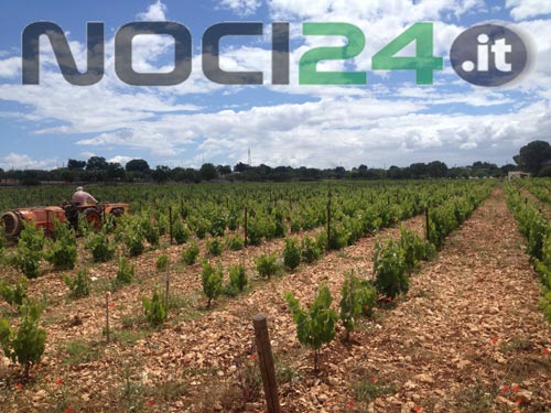 04-19-vigna-casaboli