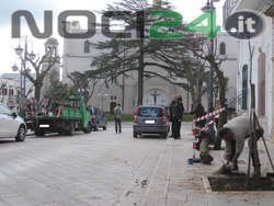 03-08-lavori-alberi