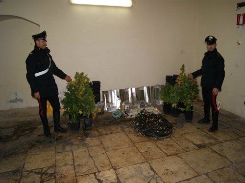 03 07 marijuana casamassima