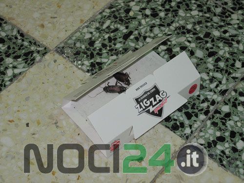 06 28 blatte