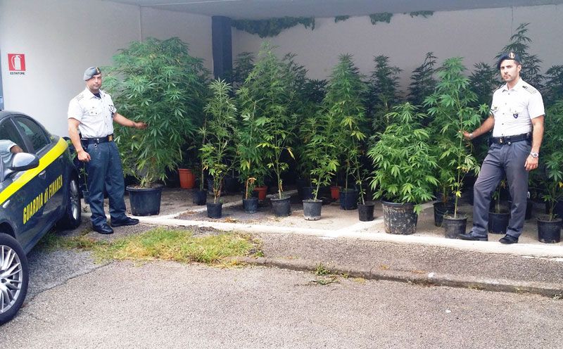 07 23 sequestro piantagione di marijuana