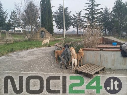 03 05canipadronali