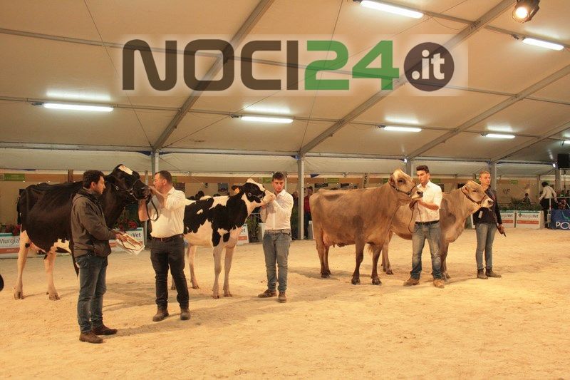 04 20mostrabovina