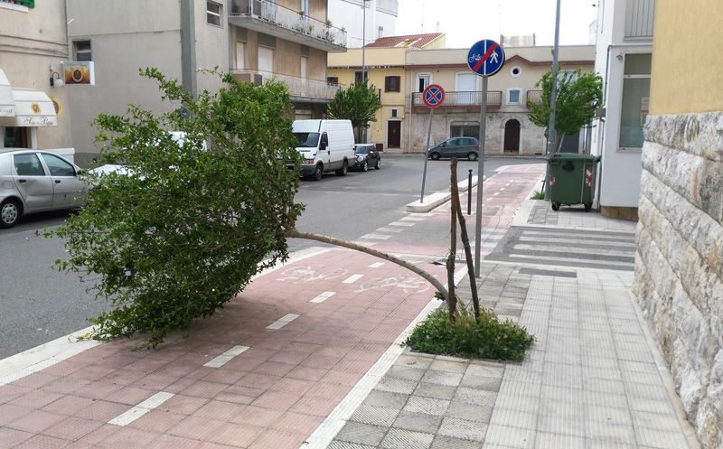 06 16 albero