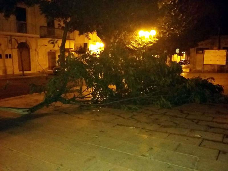 06 16 albero2